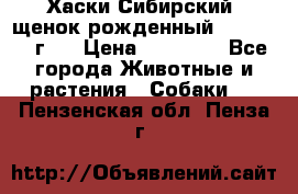 Хаски Сибирский (щенок рожденный 20.03.2017г.) › Цена ­ 25 000 - Все города Животные и растения » Собаки   . Пензенская обл.,Пенза г.